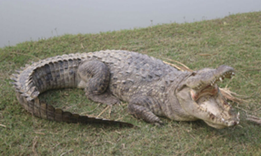 Odisha Crocodile Attack 