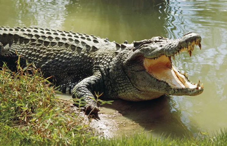 Odisha Crocodile Attack 