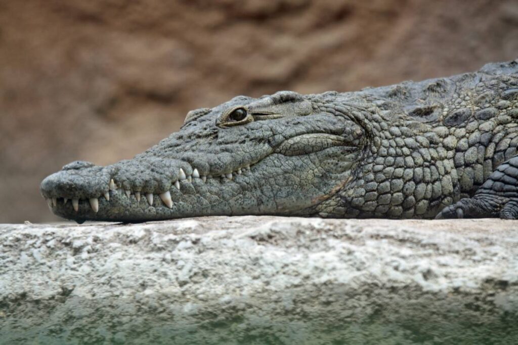 Odisha Crocodile Attack 